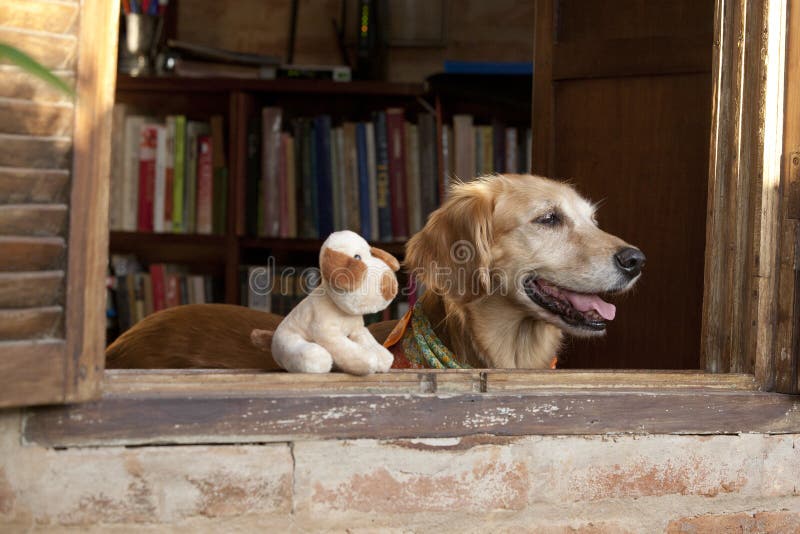 Golden retriever and dog friend toy locking on the window. Golden retriever and dog friend toy locking on the window