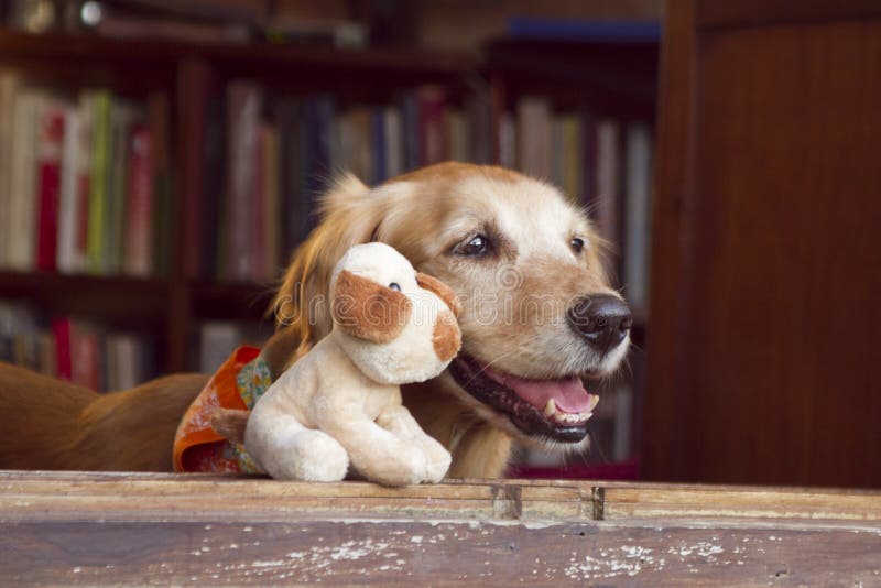 cheerful dog next to his stuffed toy friend. cheerful dog next to his stuffed toy friend