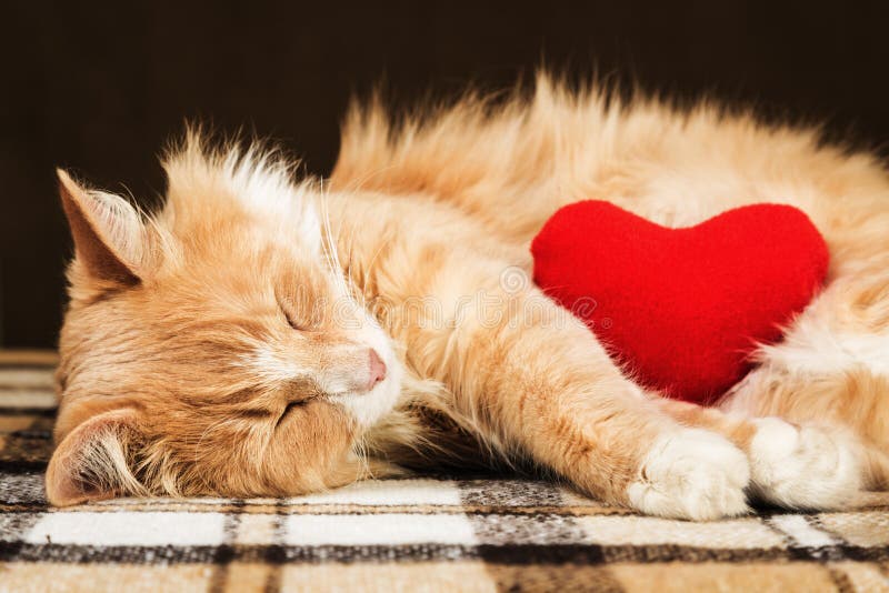 Jouet mou étreignant endormi de coeur de peluche de chat pelucheux mignon rouge photographie stock libre de droits Jouet mou étreignant endormi de coeur de peluche de chat pelucheux mignon rouge photographie stock libre de droits