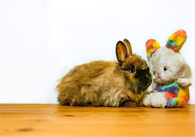 Jouez le lapin de Pâques et le vrai kit de lapin avec l'espace de copie pour le texte photo stock Jouez le lapin de Pâques et le vrai kit de lapin avec l'espace de copie pour le texte photo stock