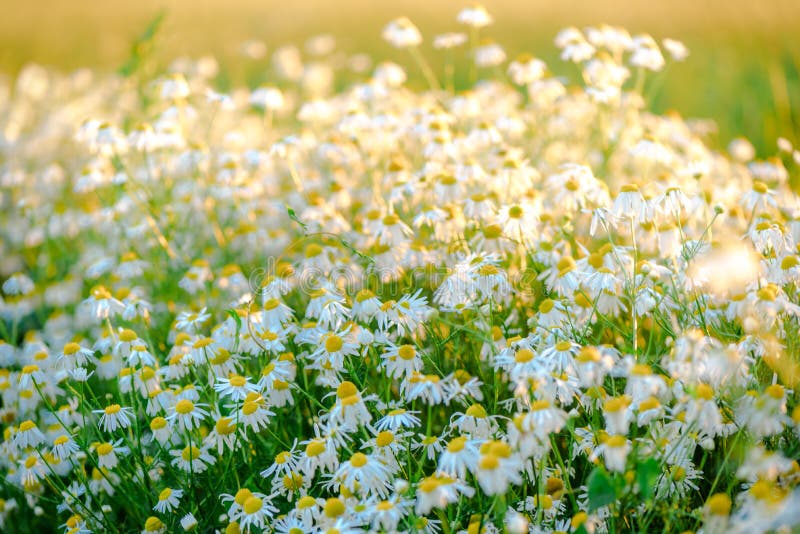 Jour d'?t? sur un pr? de marguerite, belles fleurs sauvages avec les p?tales blancs photos stock Jour d'?t? sur un pr? de marguerite, belles fleurs sauvages avec les p?tales blancs photos stock