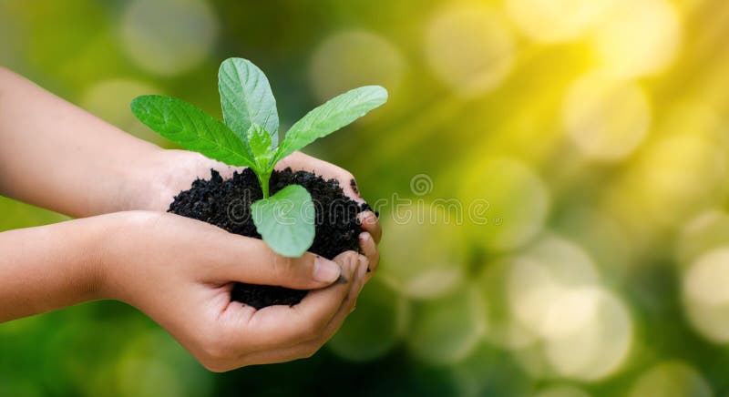 Jour de terre d'environnement dans les mains des arbres cultivant des jeunes plantes B photos libres de droits Jour de terre d'environnement dans les mains des arbres cultivant des jeunes plantes B photos libres de droits