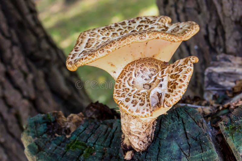 Jour ensoleillé blanc de jeune brun onduleux de chapeau de chaga de guérison de champignon sur le vieux tronçon photo stock Jour ensoleillé blanc de jeune brun onduleux de chapeau de chaga de guérison de champignon sur le vieux tronçon photo stock