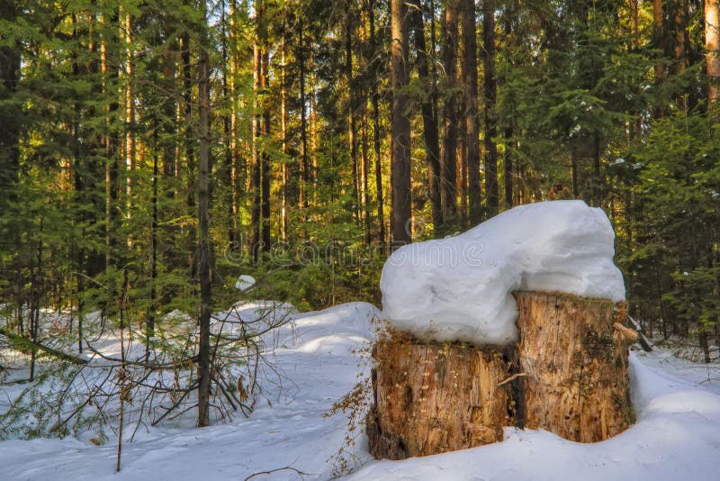 Jour ensoleillé dans le paysage conifére neigeux de forêt de la forêt conifére d'hiver couvert de neige image libre de droits Jour ensoleillé dans le paysage conifére neigeux de forêt de la forêt conifére d'hiver couvert de neige image libre de droits