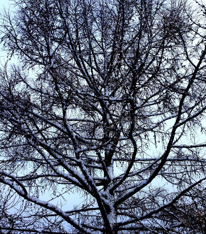 jour sombre d'arbre et d'hiver