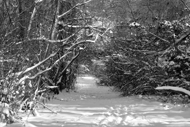 Journal couvert par neige images libres de droits Journal couvert par neige images libres de droits