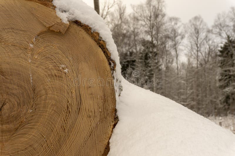 Journal som täckas i ett lager av ny snö royaltyfria foton Journal som täckas i ett lager av ny snö royaltyfria foton