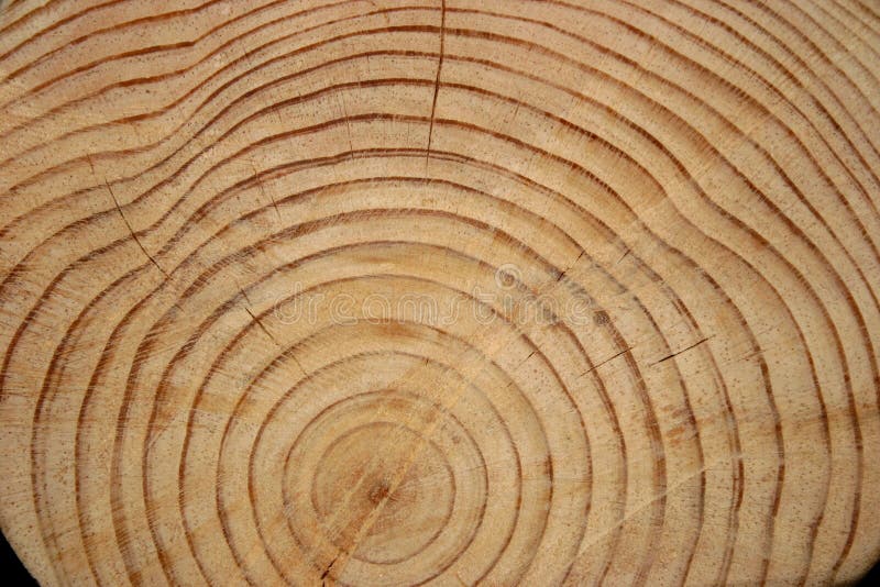 The end of a Pine Tree log with rings. The end of a Pine Tree log with rings