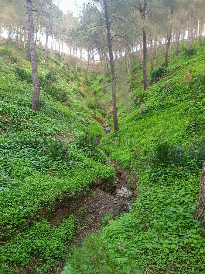 Journey To Explore the Enchanting Grass Under the Pine Trees in a