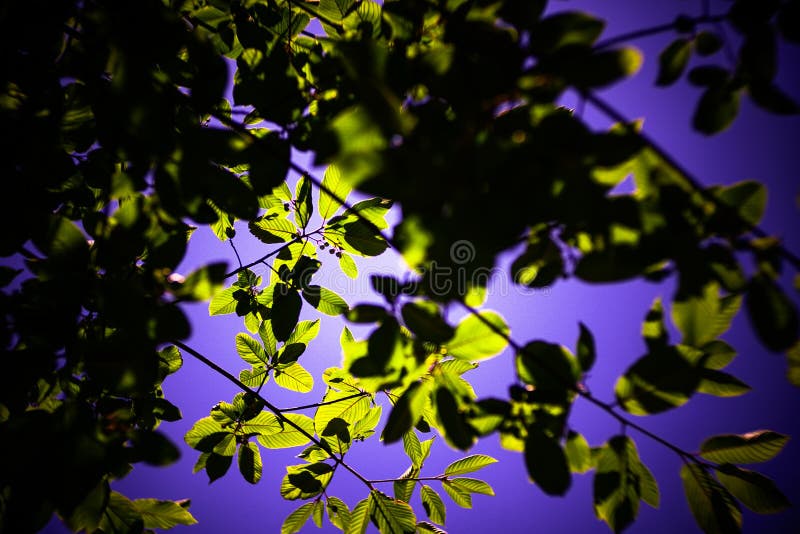 Jours d'été animés photographie stock Jours d'été animés photographie stock