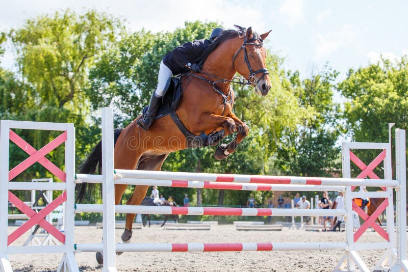 Jovem Homem Pulando Cavalo Em Seu Curso Saltando Foto de Stock