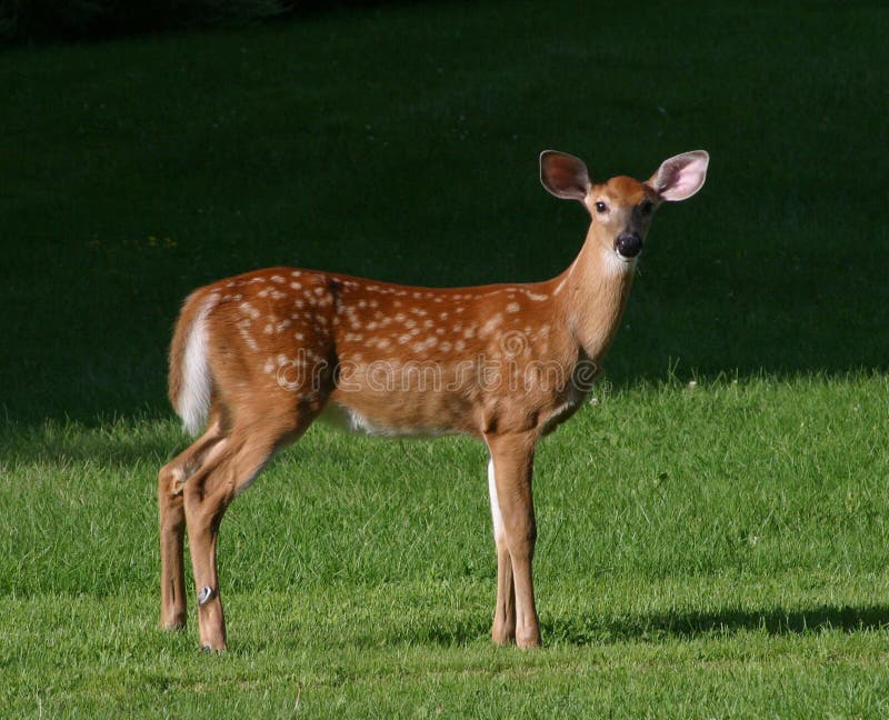 Jovem corça dos cervos de Whitetail foto de stock Jovem corça dos cervos de Whitetail foto de stock