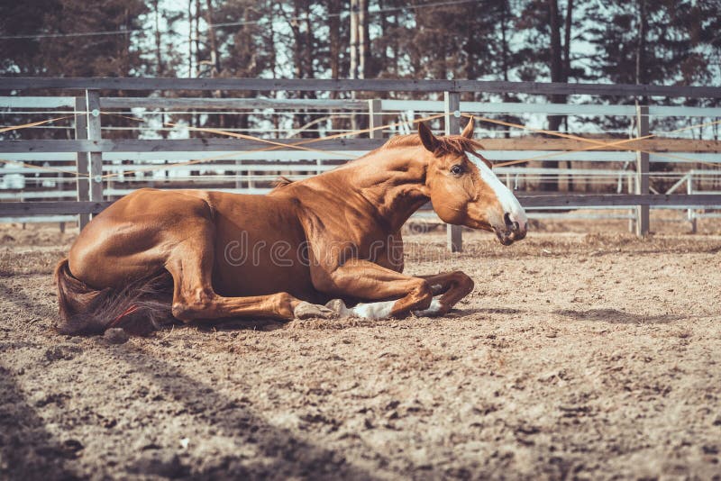 Portrait of happy young chestnut budyonny gelding horse laying in sand in paddock in warm spring daytime. Portrait of happy young chestnut budyonny gelding horse laying in sand in paddock in warm spring daytime