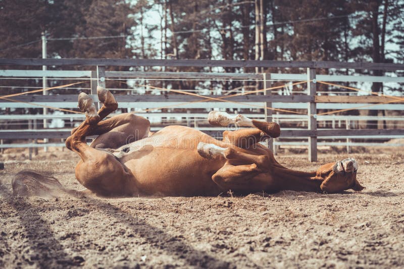 Portrait of happy young chestnut budyonny gelding horse rolling in sand in paddock in spring daytime. Portrait of happy young chestnut budyonny gelding horse rolling in sand in paddock in spring daytime