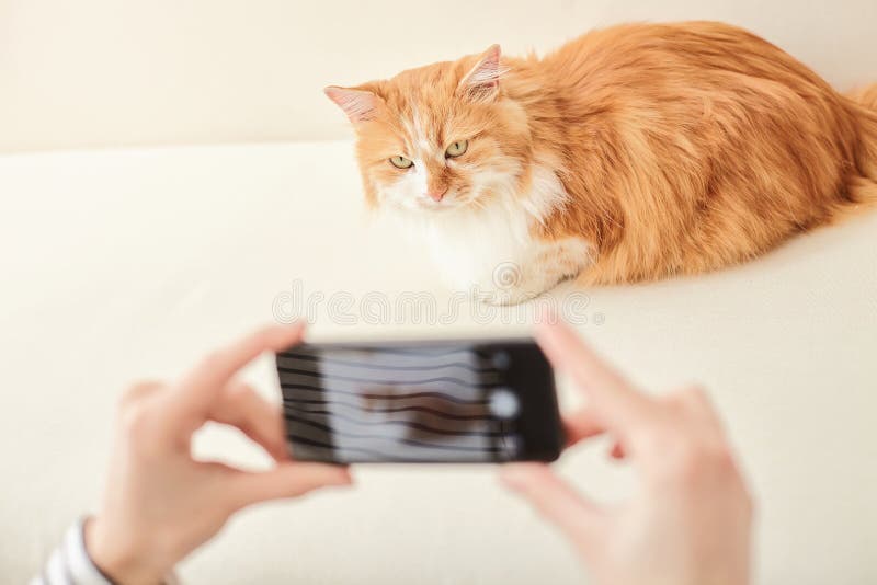 Jovem mulher alegre que toma a foto do animal de estimação imagem de stock Jovem mulher alegre que toma a foto do animal de estimação imagem de stock