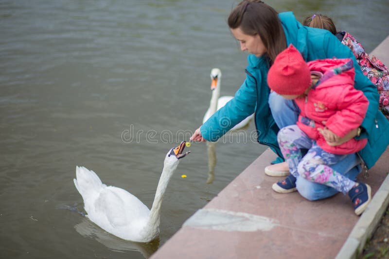 A jovem mulher com a crian?a alimenta uma cisne branca em uma lagoa da cidade com dentes-de-le?o imagens de stock A jovem mulher com a crian?a alimenta uma cisne branca em uma lagoa da cidade com dentes-de-le?o imagens de stock