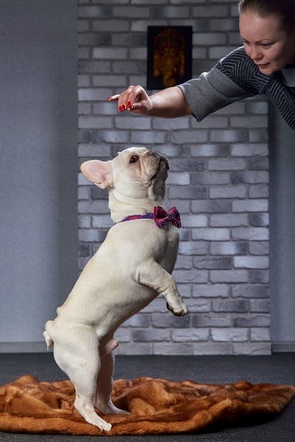 Buldogue francês nas mãos de seu mestre sente-se que a garota ama seu  animal de estimação e o abraça e o beija com força