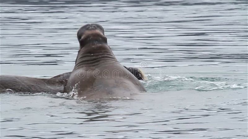 Joven de la morsa que juega en la esvalbard del agua ártica almacen de metraje de vídeo
