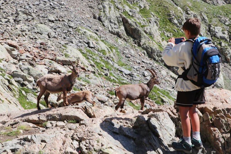 Joven excursionista filmando una foto de cerca de los steinbocks alpinos en las montañas italianas fotografía de archivo