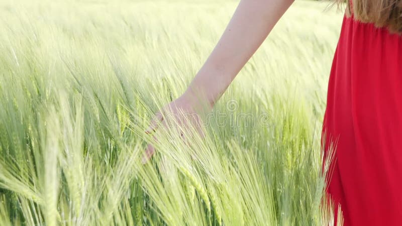 Joven mano femenina tocando las orejas de cereal verde en crecimiento cerrar