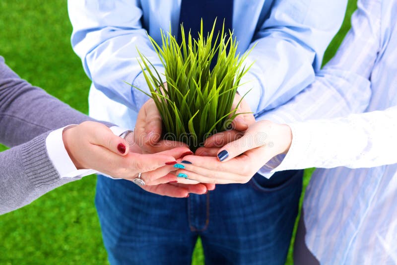 Jovens bonitos da planta sob a proteção cuidadosa foto de stock Jovens bonitos da planta sob a proteção cuidadosa foto de stock