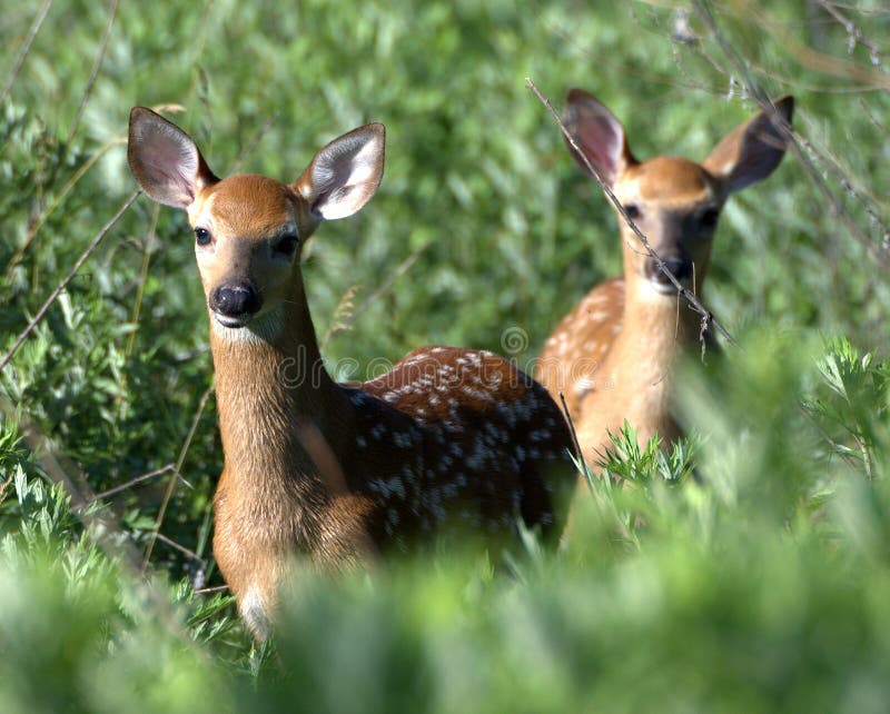 Jovem corça foto de stock. Imagem de animal, selvagem - 29232578