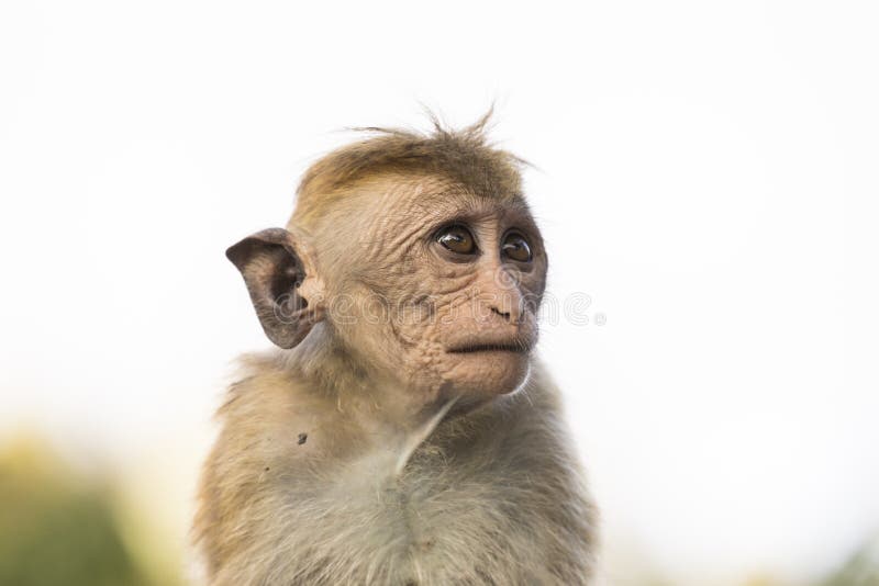 Jovem, feio procurando Macaco, Kandy, Sri Lanka fotos, imagens de ©  fthuerig #166340514