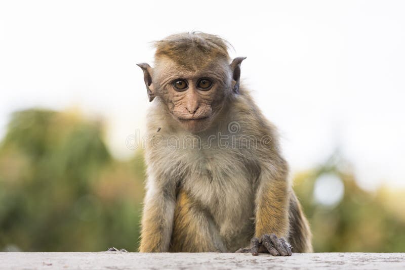 Jovens, Macaco De Macaque De Vista Feio, Kandy, Sri Lanka Imagem de Stock -  Imagem de fundo, macaco: 99902073