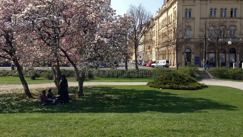 Jovens que descansam sob a árvore da magnólia