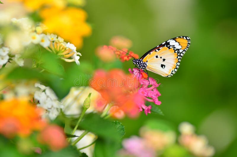 Joy of garden (butterfly)