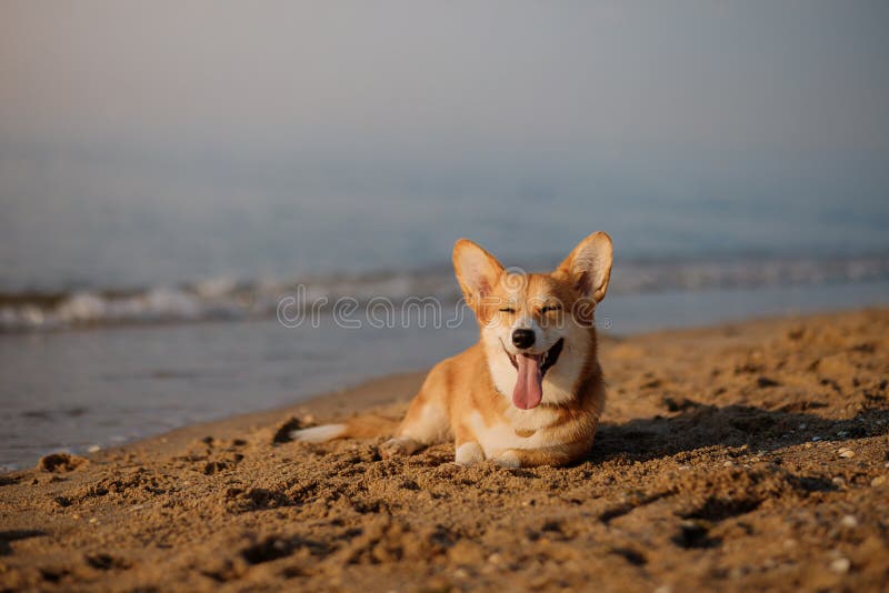 Joyeux corgi pembroke chien montrant la langue et le sourire à la plage