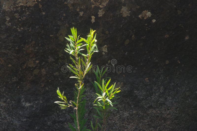 Jp20658哈迪土生植物 库存图片