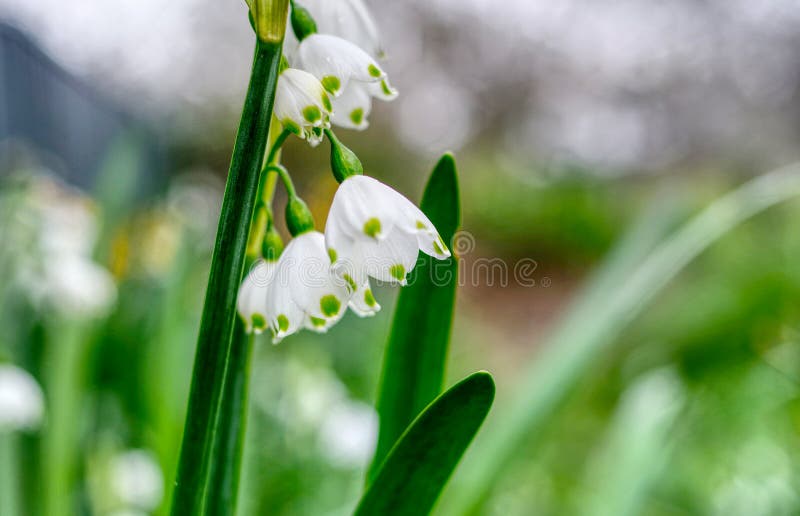 Jp21499开花雪花 免版税库存图片