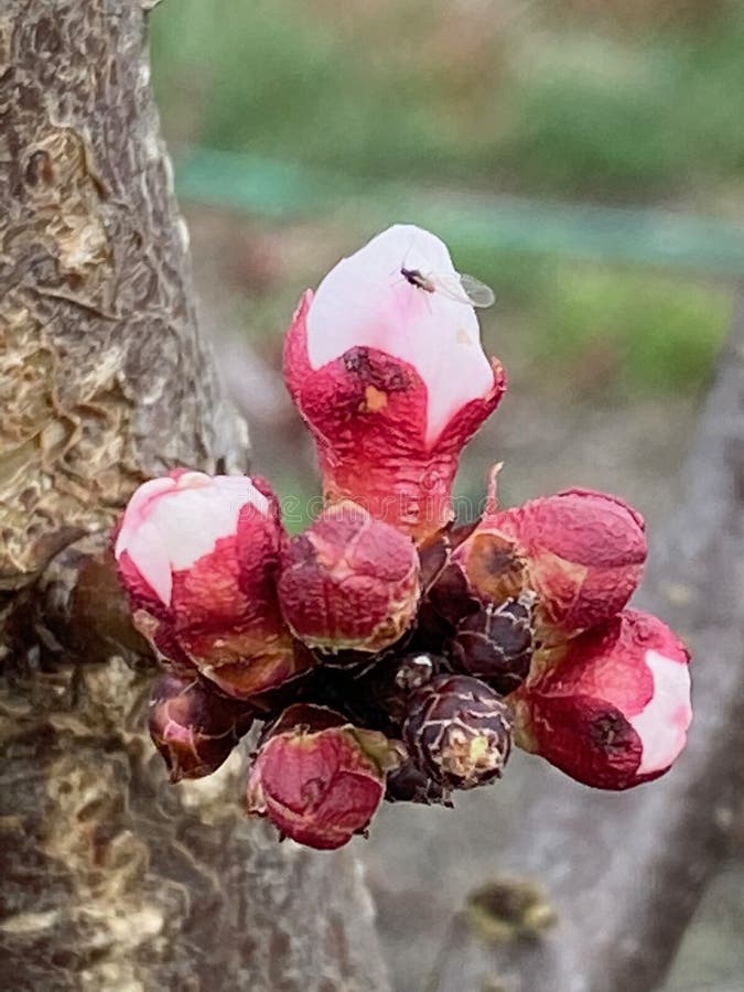 Jp2461芽和昆虫 免版税库存照片