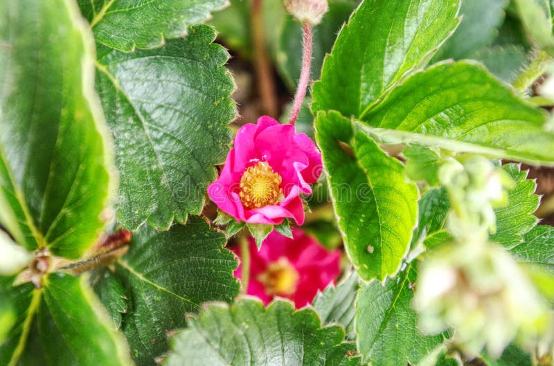 Jp24390草莓花 免版税库存照片