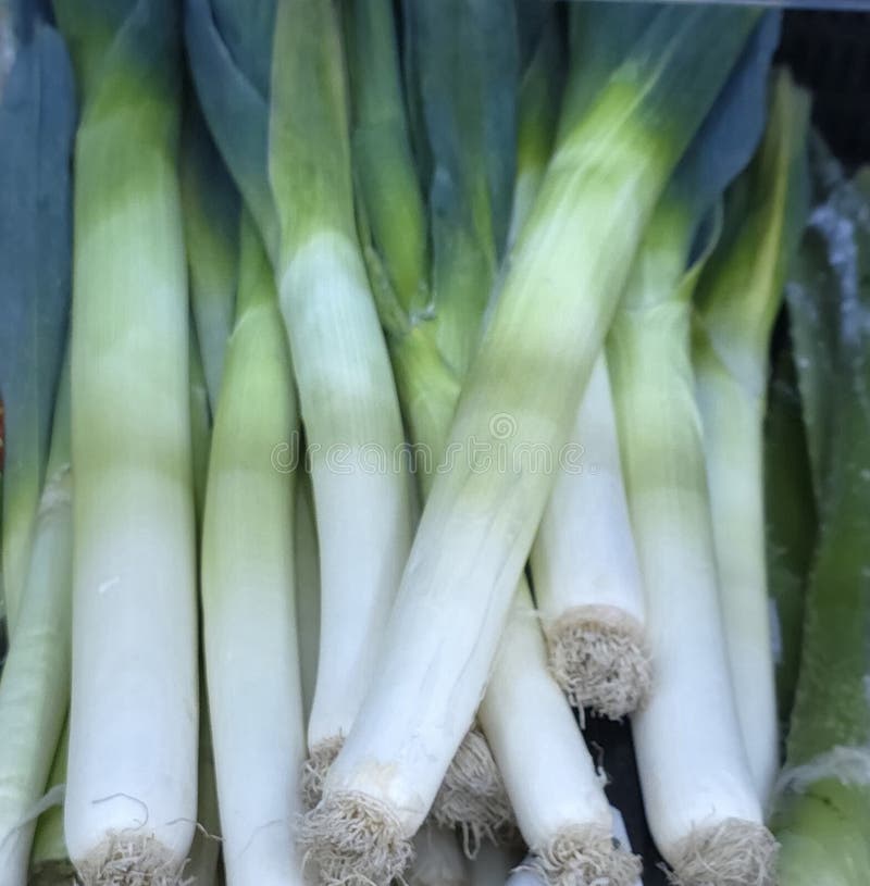 A close-up, vertical shot of a bunch of fresh, raw leeks. royalty free stock photo