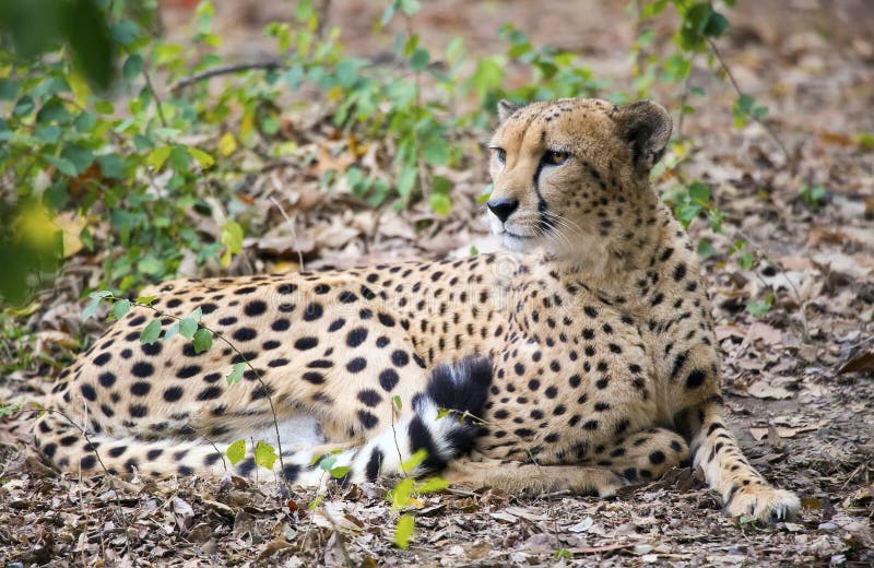 Jubatus di acinonyx del ghepardo immagine stock Jubatus di acinonyx del ghepardo immagine stock