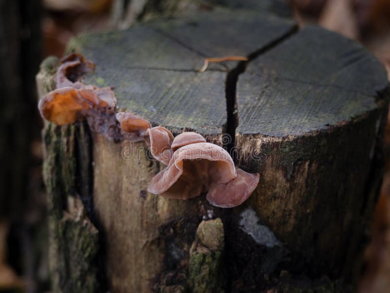Mushrooms Judas Ear Auricularia Auriculajudae a Family of Fungi