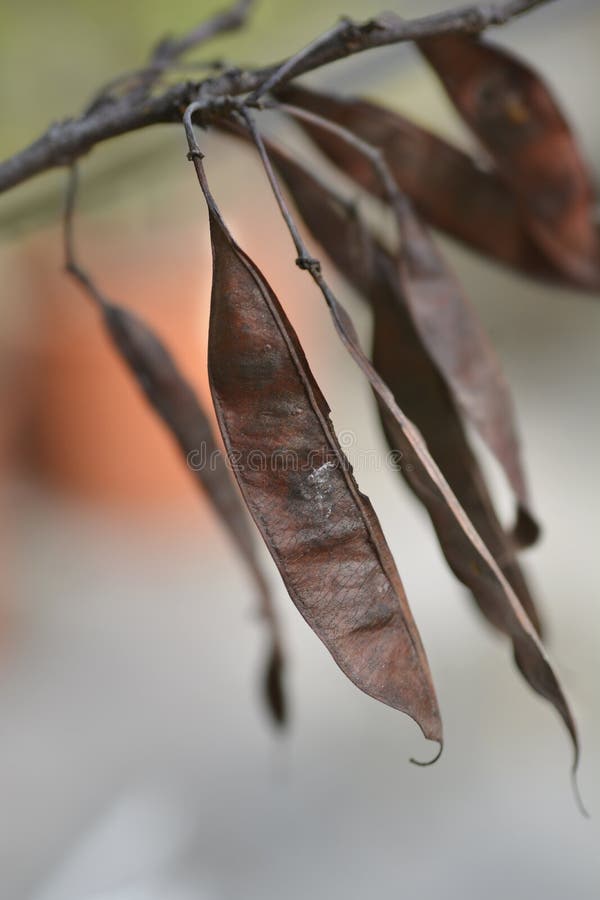 Judas tree stock photo. Image of fruit, outdoors, judastree 259237632