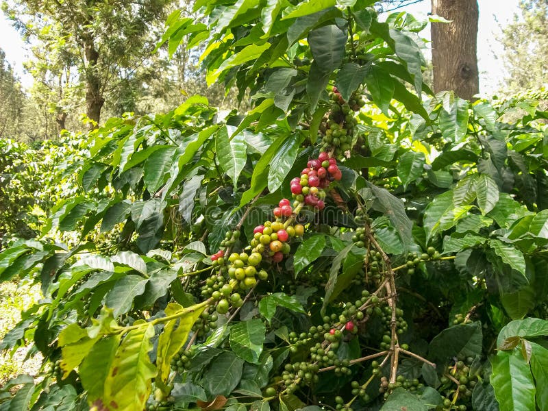 JudÃas de café, judÃas verdes y rojas frescas y frijoles de café maduro en el árbol imagenes de archivo JudÃas de café, judÃas verdes y rojas frescas y frijoles de café maduro en el árbol imagenes de archivo