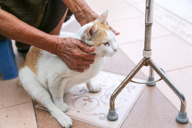 Juego de la abuela con el gato imágenes de archivo libres de regalías Juego de la abuela con el gato imágenes de archivo libres de regalías