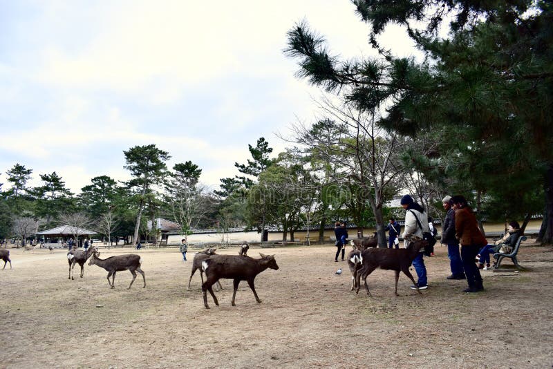 Juego de los ciervos del parque de Japón Nara con la gente foto de archivo libre de regalías Juego de los ciervos del parque de Japón Nara con la gente foto de archivo libre de regalías
