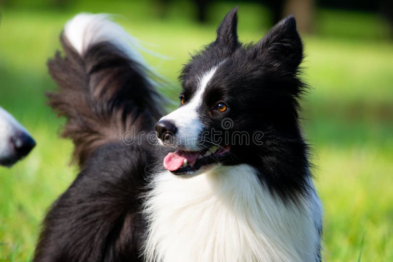 Juego De Los Perros Con Uno A Border Collie Feliz Queja Foto de archivo - Imagen de feliz, perros: 125025784