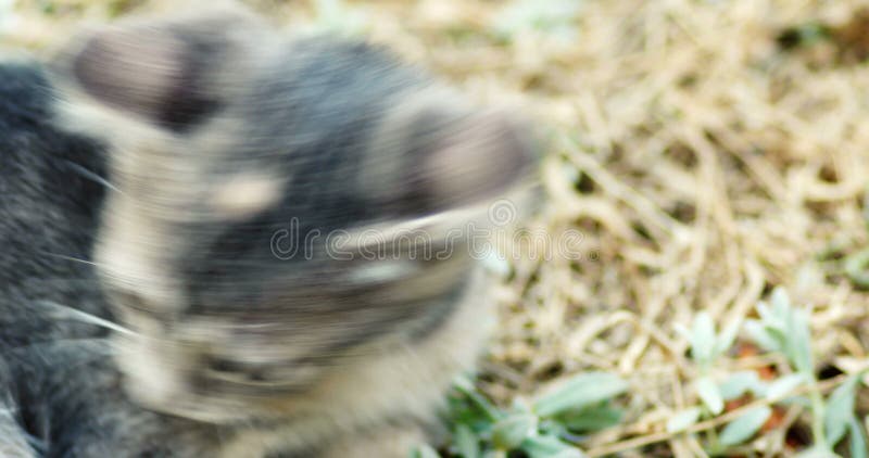 Juego gris lindo del gatito en tiro de mano del primer de la hierba almacen de video