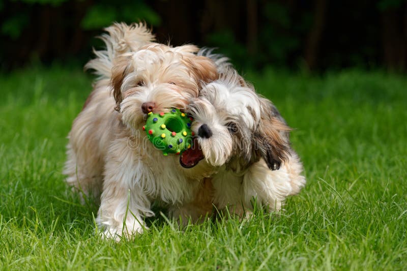 Juego havanese de dos perritos junto en la hierba