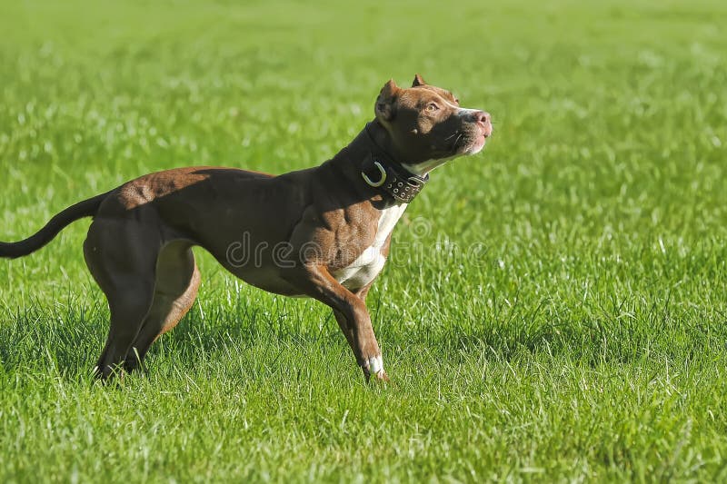 Juegos de Pitbull imagen de archivo. Imagen de romano 48418965