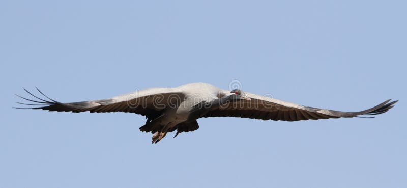 Jufferkraanvogel, Demoiselle Crane, Anthropoides Virgo Stock Photo - Image  Of Vogel, Asia: 205092276