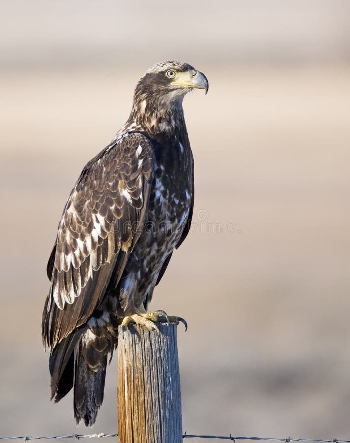 Young American bald eagle immature juvenile bird and feathers prefer an observation perch perching to view small rodents. Young American bald eagle immature juvenile bird and feathers prefer an observation perch perching to view small rodents.