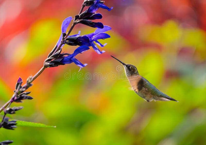Jugendlicher Rubin-Throated Kolibri, der auf eine Blume einzieht lizenzfreie stockfotos Jugendlicher Rubin-Throated Kolibri, der auf eine Blume einzieht lizenzfreie stockfotos