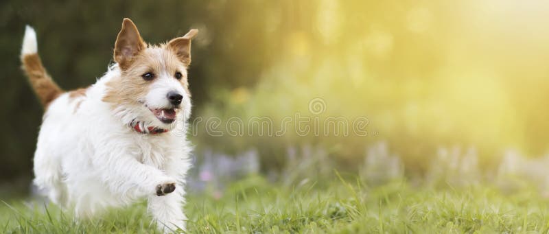 Juguetón feliz sonriendo perro mascota corriendo en el pasto y escuchando con oídos graciosos